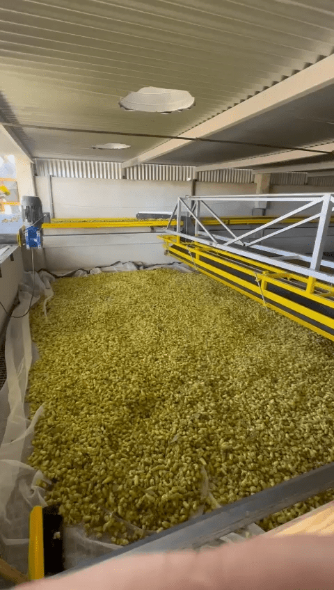 Secadora de lúpulo 3000 - 3